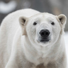 Philip Pullman's His Dark Materials