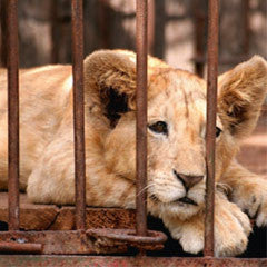 Is there a future for zoos in the 21st Century?