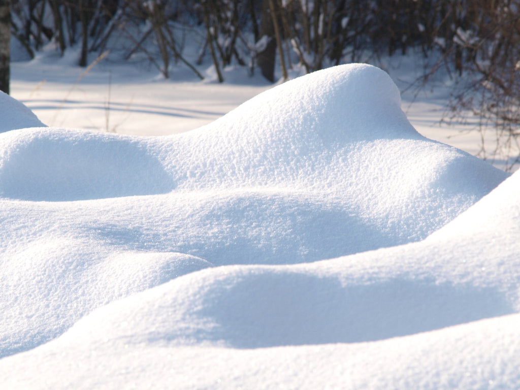 A Day in the Snow