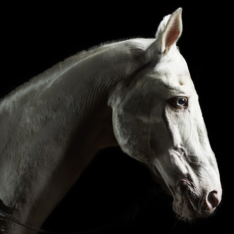 Equus, by Peter Schaffer